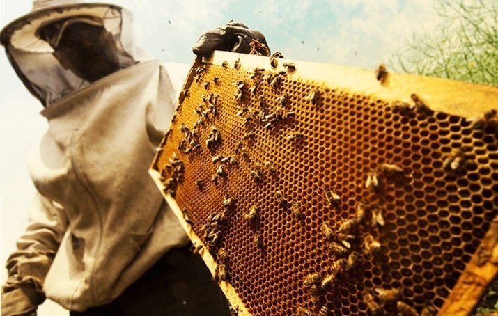 Euclides da Cunha terá Centro de Observatório Apícula para monitorar causa de mortes de abelhas na região
