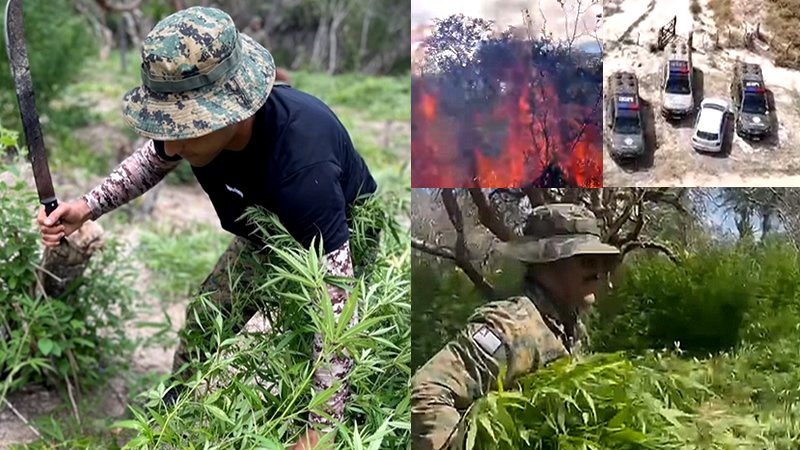 Polícia da Caatinga encontra 60 mil pés de Maconha em Zona Rural de Monte Santo