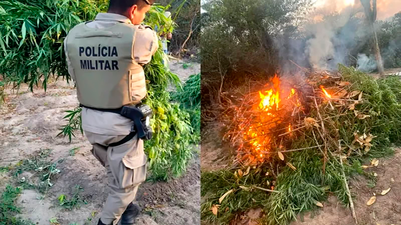 Polícia Militar encontra mais de mil pés de maconha na zona rural de Monte Santo