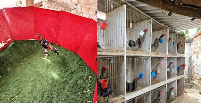 PM fecha rinha de galo na zona rural de Euclides da Cunha