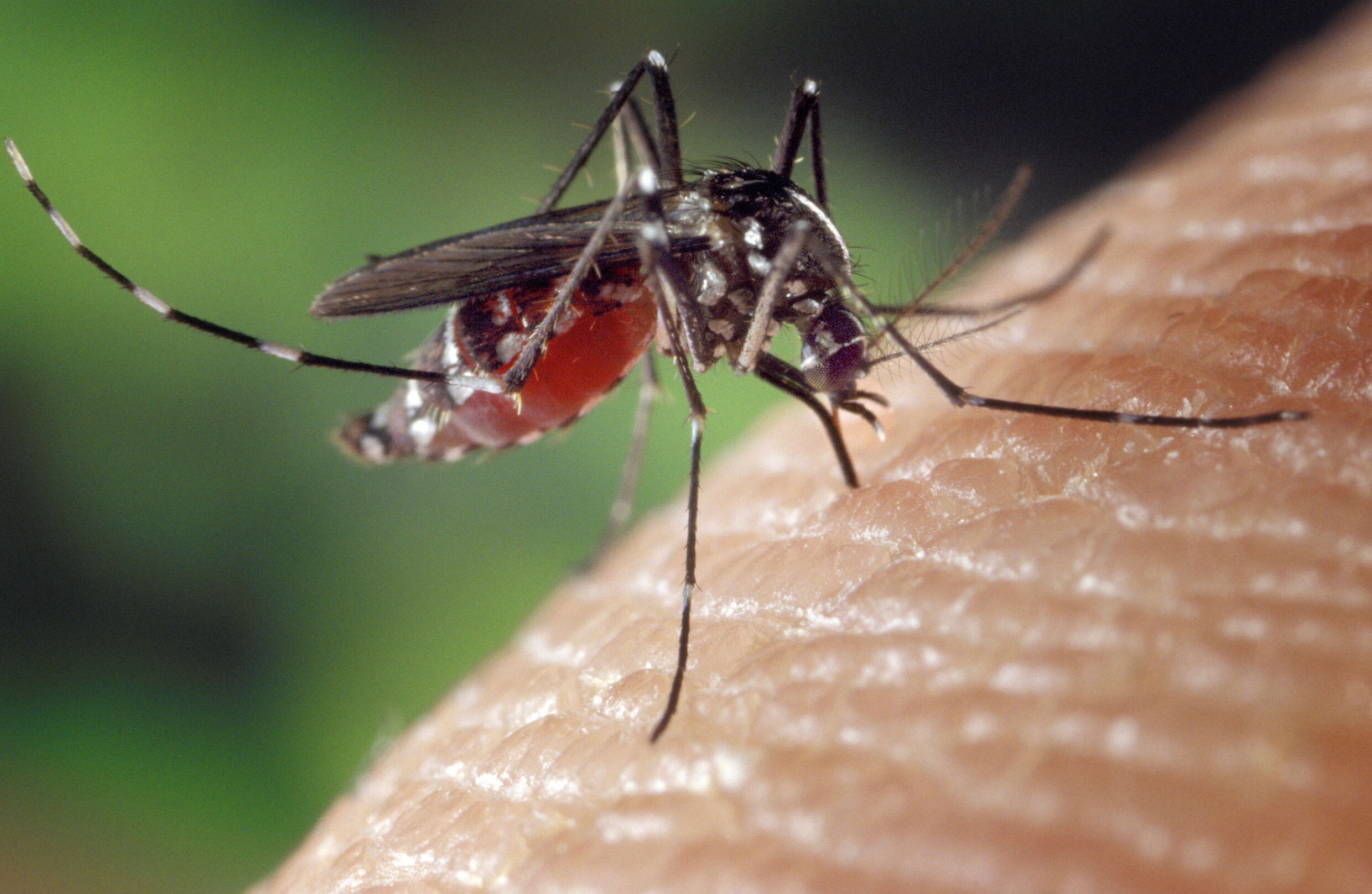 Dengue na Bahia: sobe para 28 o número de mortos pela doença