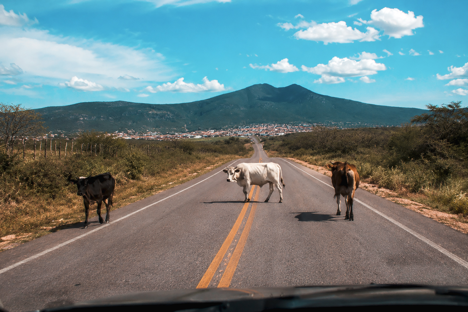 Risco de acidentes: Prefeitura de Monte Santo recolherá animais soltos e aplicará multa aos responsáveis